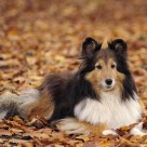 In the autumn of her life